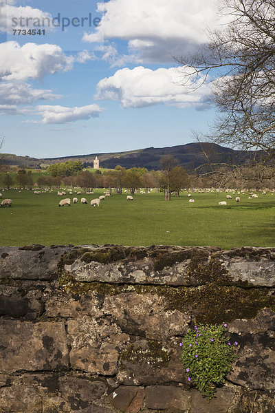 Steinmauer Schaf Ovis aries Hintergrund Feld Fokus auf den Vordergrund Fokus auf dem Vordergrund England grasen Northumberland alt