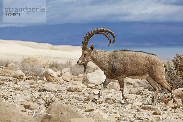 Steinbock Capra ibex Felsen gehen Boden Fußboden Fußböden