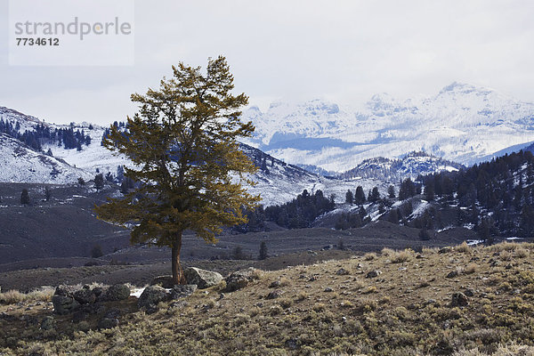 Berg  Baum  Seitenansicht  Einsamkeit  Yellowstone Nationalpark