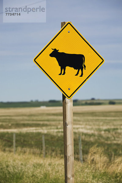 nahe Himmel Fernverkehrsstraße Zeichen Hintergrund Feld Rind blau Signal