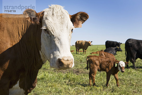 Hausrind  Hausrinder  Kuh  hoch  oben  nahe  Himmel  Hintergrund  Feld  Rind  blau  Kalb  Kuh
