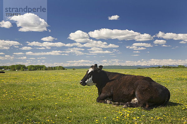 Hausrind  Hausrinder  Kuh  sitzend  Wolke  Himmel  Feld  blau  Gras  Löwenzahn  Kuh