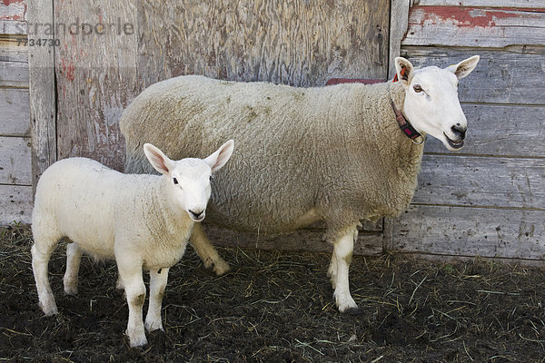 Außenaufnahme stehend Schaf Ovis aries Ländliches Motiv ländliche Motive 2 Mutter - Mensch Baby