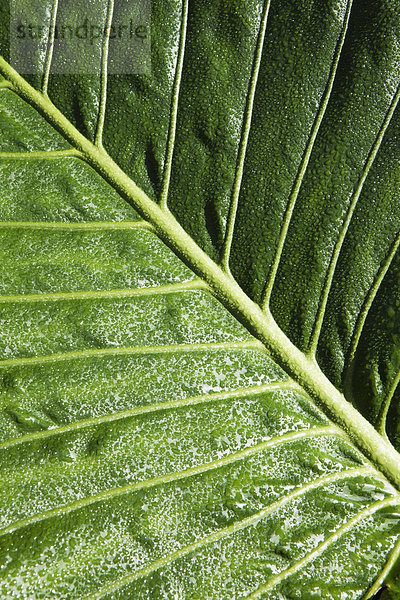 hoch  oben  nahe  Detail  Details  Ausschnitt  Ausschnitte  Pflanzenblatt  Pflanzenblätter  Blatt  grün