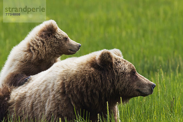 Braunbär  Ursus arctos  stehend  See  junges Raubtier  junge Raubtiere