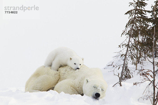 Eisbär  Ursus maritimus  ruhen  Wapusk National Park  junges Raubtier  junge Raubtiere