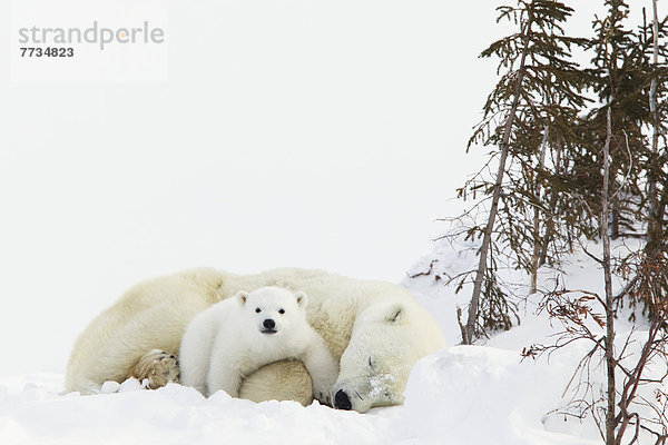 Eisbär  Ursus maritimus  ruhen  Wapusk National Park  junges Raubtier  junge Raubtiere