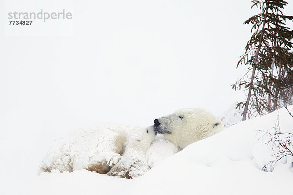 Eisbär  Ursus maritimus  küssen  Wapusk National Park  Mutter - Mensch  junges Raubtier  junge Raubtiere