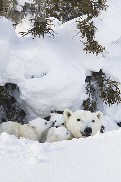 Eisbär  Ursus maritimus  Sau  Außenaufnahme  3  Höhle  Wapusk National Park  Jungtier