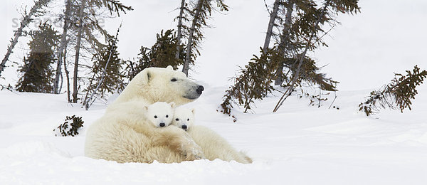 Eisbär  Ursus maritimus  Sau  Außenaufnahme  ruhen  2  Höhle  Wapusk National Park  Jungtier  Rest  Überrest