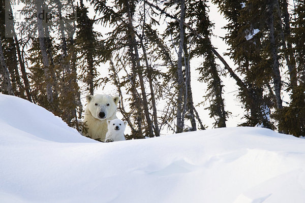 Eisbär  Ursus maritimus  Sau  blicken  schneiden  Blick in die Kamera  Wapusk National Park