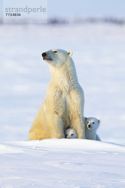 Eisbär  Ursus maritimus  Sau  spät  Nachmittag  Wapusk National Park  Jungtier  Sonne
