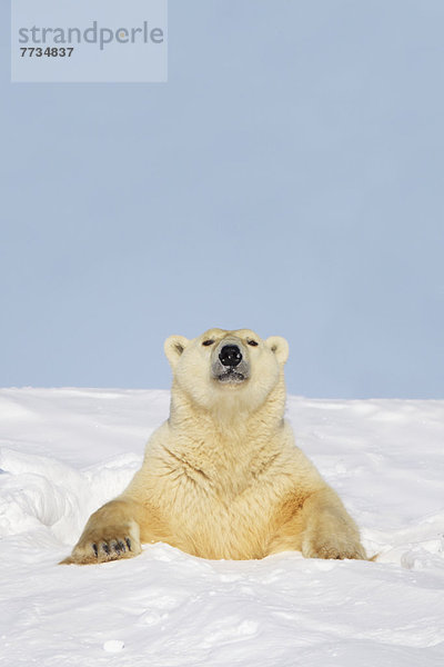 Eisbär  Ursus maritimus  kleben  Höhle  Wapusk National Park  stecken