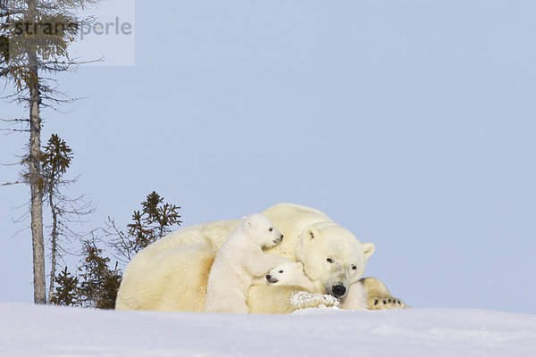 Eisbär  Ursus maritimus  Sau  sitzend  spät  Nachmittag  Wapusk National Park  Jungtier  Sonne