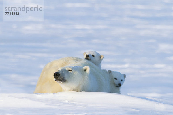 Eisbär  Ursus maritimus  über  sehen  Wapusk National Park  Jungtier  Mutter - Mensch