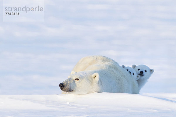 Eisbär  Ursus maritimus  hinter  sehen  2  Wapusk National Park  Jungtier