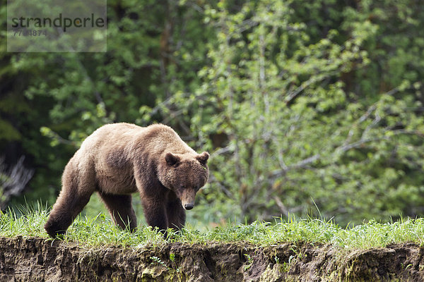 Grizzlybär  ursus horibilis  Grizzly  nahe  gehen  folgen  über  gerade  Heiligtum  Bär  Prinz