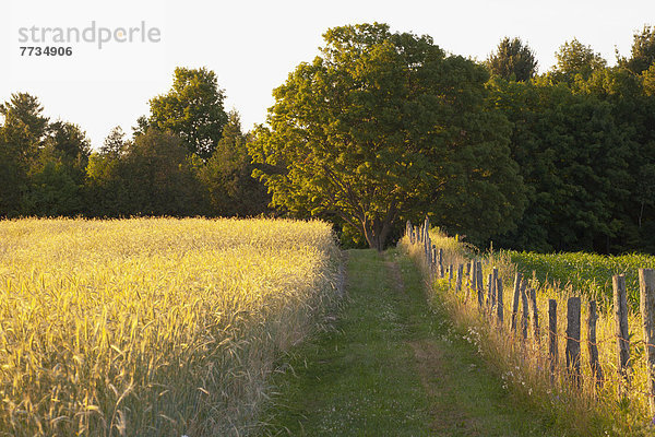 nebeneinander neben Seite an Seite Abend Weg spät Feld Zaun Weizen