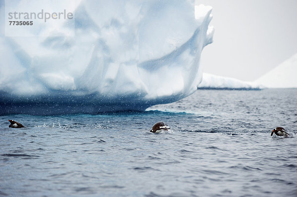 Kaiserpinguin  Aptenodytes forsteri  Wasser  Eselspinguin  Pygoscelis papua  Langschwanzpinguin  Antarktis
