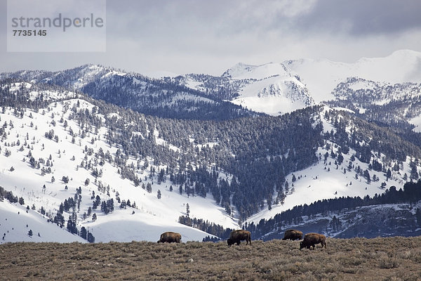 Berg  Hintergrund  Wiese  Büffel  Yellowstone Nationalpark  grasen