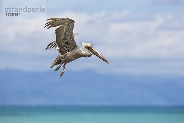 fliegen  fliegt  fliegend  Flug  Flüge  Strand  Pelikan  braun  Costa Rica  Halbinsel