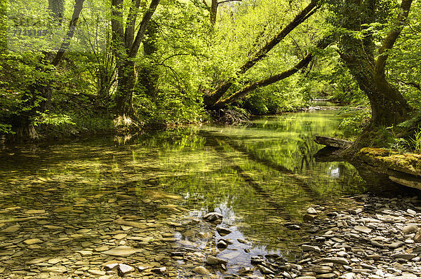Laubwald  durchsichtig  transparent  transparente  transparentes  Wasser  Baum  Fluss  Spiegelung  seicht