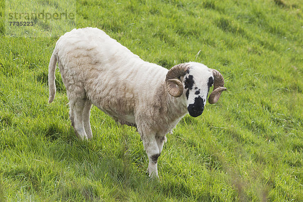 Black Faced Sheep  Dingle Peninsula County Kerry Ireland