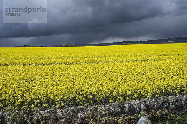 Field Of Rapeseed  St. Andrews Scotland