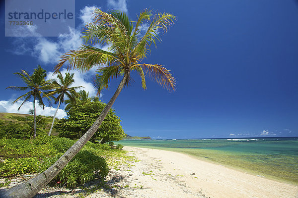 Amerika  Strand  Baum  Küste  weiß  Sand  Insel  vorwärts  Verbindung  Hawaii  hawaiianisch  Kauai