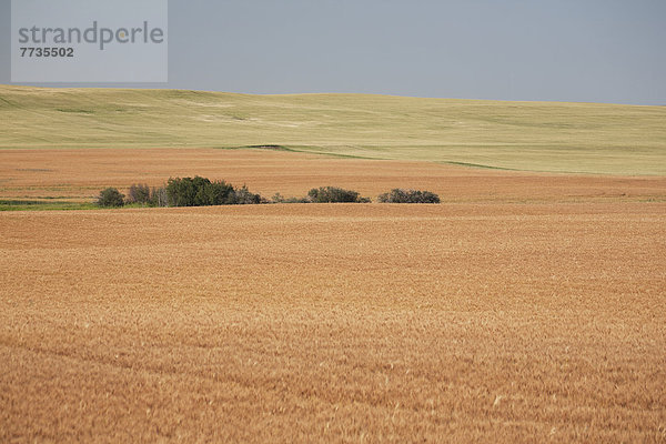 nahe  rollen  Himmel  Hügel  Hintergrund  Feld  blau  Weizen  reif