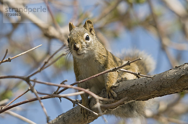 A Squirrel In A Tree  Edmonton Alberta Canada