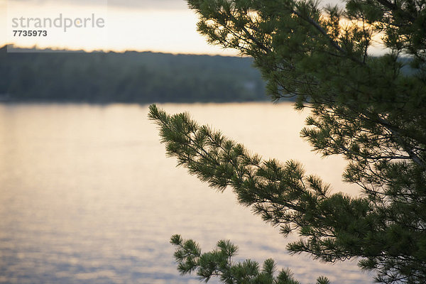 Laubwald  Ecke  Ecken  Sonnenuntergang  Baum  See  Ast  immergrünes Gehölz  Kanada  Ontario