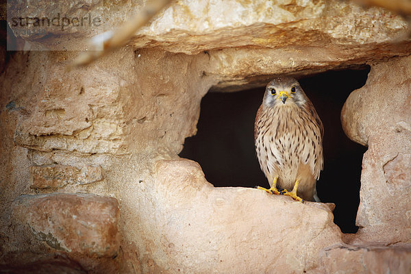 aufmachen  Vogel  hocken - Tier  Höhle  Israel