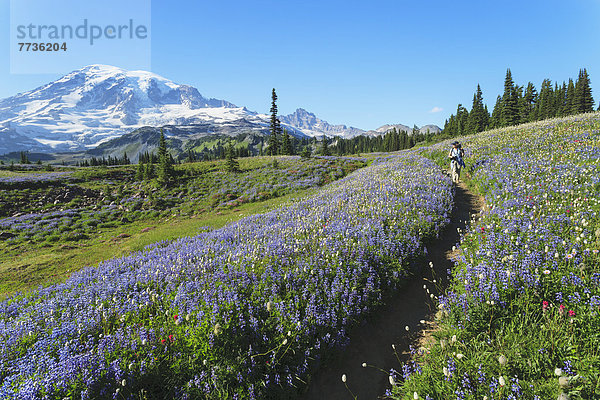 nahe  Skyline  Skylines  Frau  folgen  Berg  wandern  Wildblume  Mount Rainier Nationalpark  Paradies