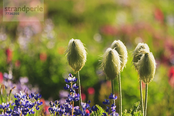 nahe  Skyline  Skylines  Sommer  folgen  Berg  Wildblume  Mount Rainier Nationalpark  Paradies