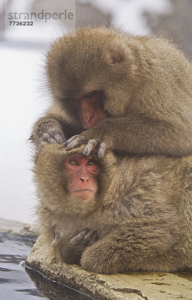 suchen  Erwartung  Rückkehr  japanisch  Makak  Affe