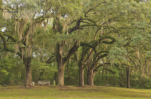 Trees In Natchez Trace Parkway  Mississippi United States Of America