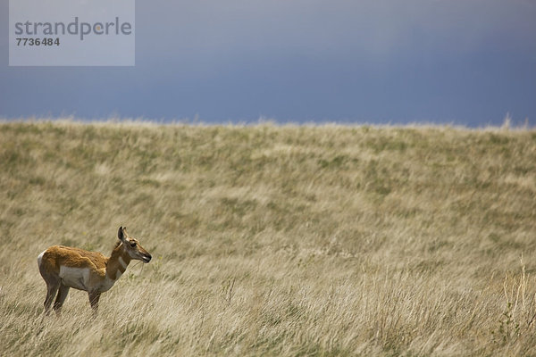 Nationalpark  stehend  Amerika  Feld  Steppe  Verbindung  Gras  Gabelbock  Antilocapra americana  Antilope  South Dakota