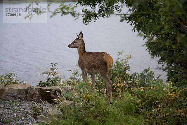 Ecke  Ecken  jung  Hirsch