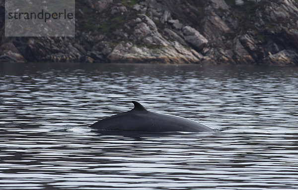 Bodenhöhe Wasser Küste vorwärts schwimmen grau Wal