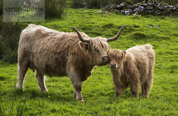 Highland Cattle And Calf  Highlands Scotland