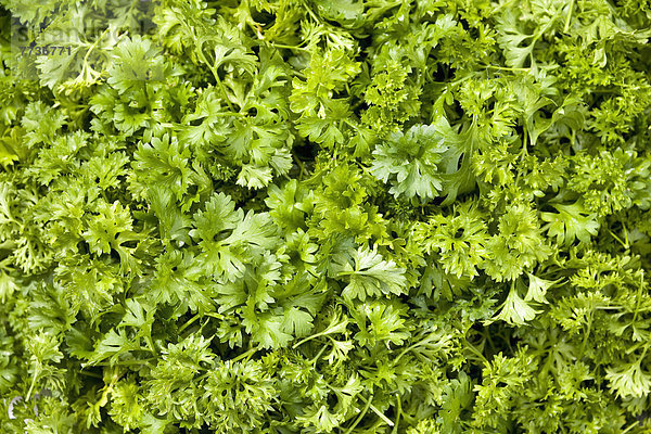 Close up of green parsley  calgary alberta canada