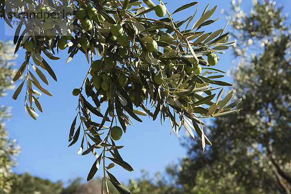 Baum  Himmel  Ast  blau  Olive