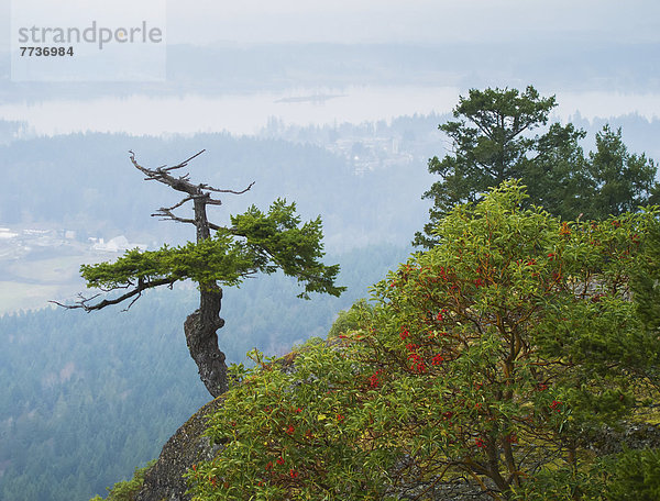 Baum  Vielfalt  hoch  oben  Insel  Berg  Tier  Vancouver