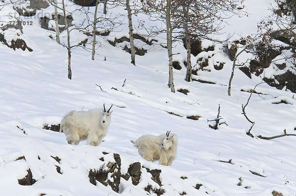 Mountain goats (oreamnos americanus) Yukon canada