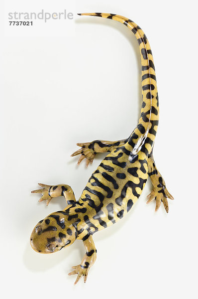 Tiger salamander on white background  alberta canada