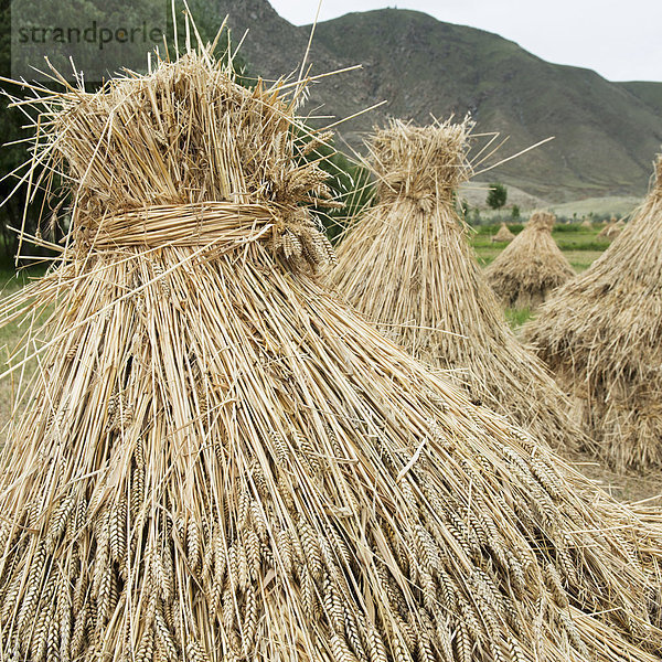 Wheat bundled in a field Xizang china