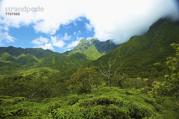 Berg  Überfluss  Wachstum  Tal  Insel  hawaiianisch