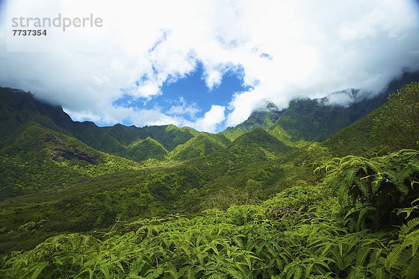 Berg  Überfluss  Wachstum  Tal  Insel  hawaiianisch