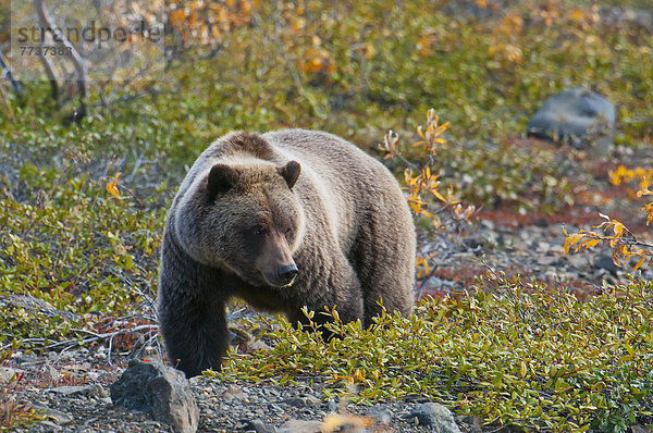 Braunbär  Ursus arctos  Nationalpark  Farbaufnahme  Farbe  Herbst  Denali Nationalpark  Bär